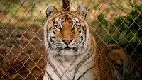 Backdrop to the movie "The Tiger Rising" #527622