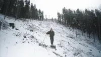Backdrop to the movie "Voice of the Forest" #785750