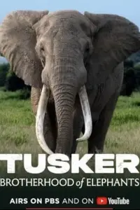 Poster to the movie "Tusker: Brotherhood of Elephants" #544227