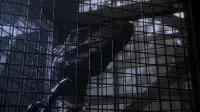 Backdrop to the movie "Jurassic Park III" #740390