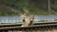 Backdrop to the movie "Wolf: Wanderer Without Borders" #762142