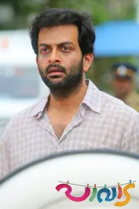 Pavada