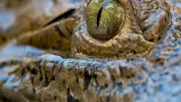 Backdrop to the movie "Reptile Kingdom" #779415