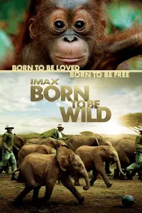 Poster to the movie "Born to Be Wild" #1177261