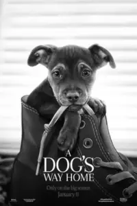 Poster to the movie "A Dog