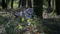 Backdrop to the movie "Shadow of the Wolf" #719069