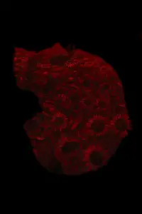 Poster to the movie "28 Years Later" #831993