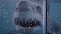 Backdrop to the movie "Jaws" #529897