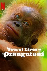 Poster to the movie "Secret Lives of Orangutans" #1013378