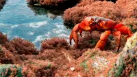 Backdrop to the movie "The Giant Robber Crab" #788712