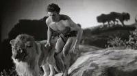 Backdrop to the movie "King of the Jungle" #797022