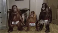 Backdrop to the movie "Going Ape!" #882114