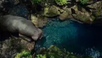 Backdrop to the movie "Okja" #701494