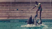 Backdrop to the movie "The Last Dolphin King" #786983