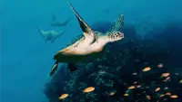 Backdrop to the movie "Ocean with David Attenborough" #789475