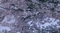 Backdrop to the movie "The Handmaiden" #764469