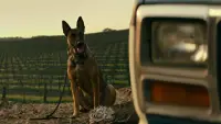 Backdrop to the movie "Dog" #888987