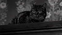 Backdrop to the movie "The Shadow of the Cat" #795239