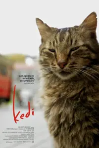 Poster to the movie "Kedi" #1167210
