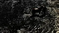 Backdrop to the movie "Shadows of Forgotten Ancestors" #764358