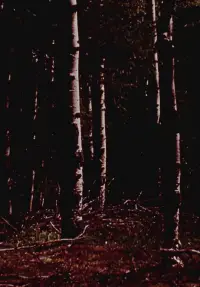 Poster to the movie "The Wold-Shadow" #1204911