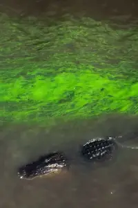 Poster to the movie "River of Grass" #884214