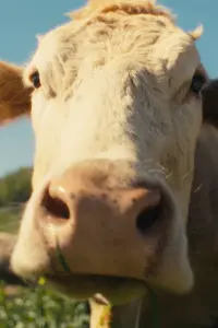 Poster to the movie "COWS ON CAM" #742150
