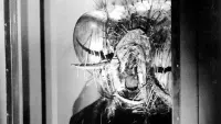 Backdrop to the movie "Return of the Fly" #759333