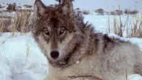 Backdrop to the movie "Yellowstone: The Mystery of the Wolves" #781278