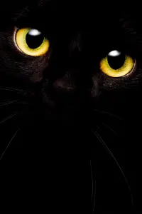 Cat Call