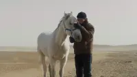 Backdrop to the movie "To Kill a Mongolian Horse" #569567