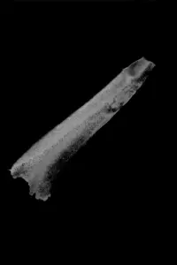 Poster to the movie "Colmillos" #196924