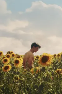 Poster to the movie "Sunflower" #695569