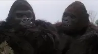 Backdrop to the movie "King Kong Lives" #857867