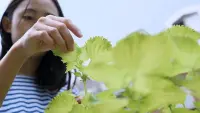 Backdrop to the movie "Shiso" #735641