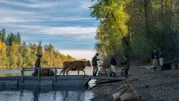 Backdrop to the movie "First Cow" #241025