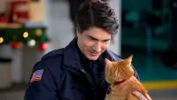 Backdrop to the movie "The Nine Kittens of Christmas" #594386
