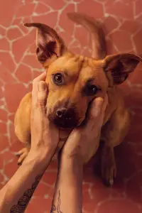 Poster to the movie "Caramelo" #559526