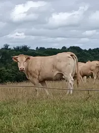 Poster to the movie "promenade" #822079