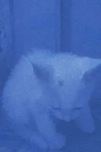 Poster to the movie "I went to the garden of love, reel 1: the cats rescued last night (January 23, 2024)" #198229