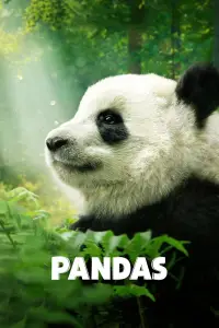 Poster to the movie "Pandas" #1079267