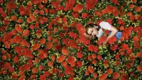 Backdrop to the movie "The Wizard of Oz" #867601