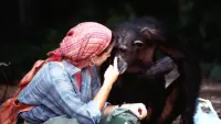 Backdrop to the movie "Lucy the Human Chimp" #896975