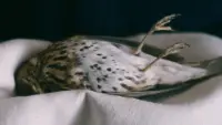 Backdrop to the movie "The Metamorphosis of Birds" #786055