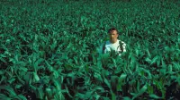 Backdrop to the movie "Field of Dreams" #767792