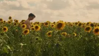 Backdrop to the movie "Sunflower" #538867