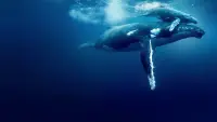 Backdrop to the movie "Ocean with David Attenborough" #789472