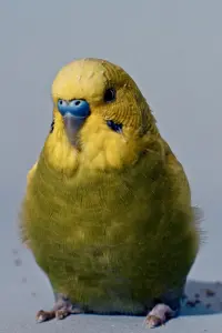 Poster to the movie "Icarus, Come" #617056