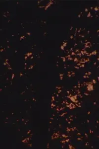 Poster to the movie "Solennelle" #786466