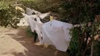 Backdrop to the movie "Halloween" #900910